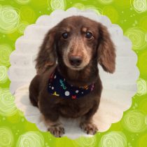 Mダックスフント