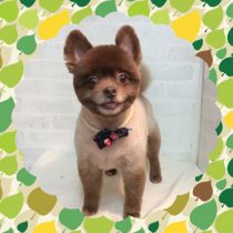 ポメラニアン×チワワMIX