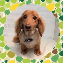 Mダックスフント