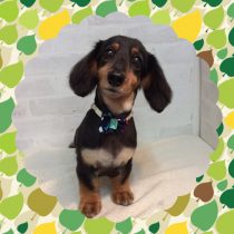 Mダックスフント