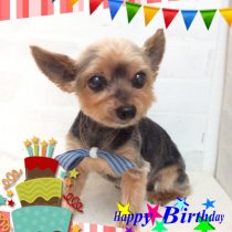 ヨークシャテリア