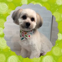 ポメラニアン×マルチーズMIX