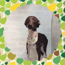 イタリアングレーハウンド