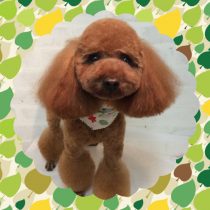 トイプードル