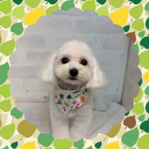 マルチーズ×トイプードル