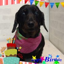 Mダックスフント