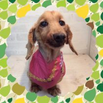 Mダックスフント