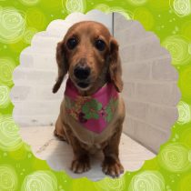 Mダックスフント