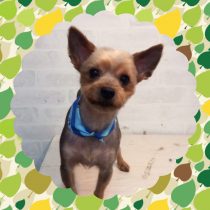 ヨークシャテリア