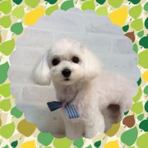 マルチーズ×トイプードル