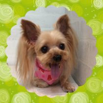 ヨークシャーテリア