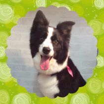 ボーダーコリー