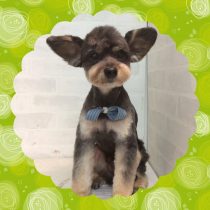 チワワ×トイプードル