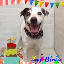 ジャックラッセルテリア