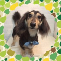 Mダックスフント