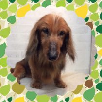 Mダックスフント