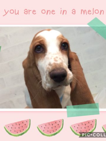 バセットハウンド