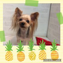 ヨークシャーテリア