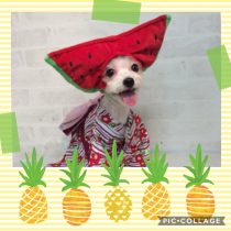 チワワ×マルチーズMix