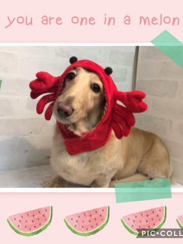 Mダックスフント