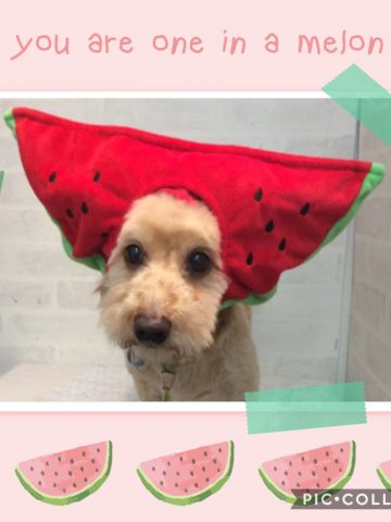 トイプードルMIX