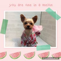 ヨークシャーテリア