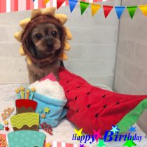 ヨークシャテリア