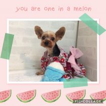 ヨークシャテリア