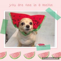 チワワ×MダックスMIX