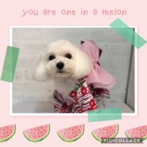 マルチーズ×トイプードルMIX