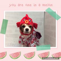 キャバリアキングチャールズスパニエル