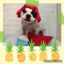 フレンチブルドック