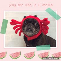 フレンチブルドック