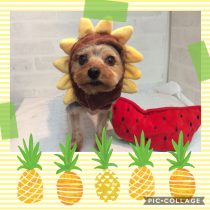 ヨークシャテリア