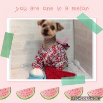 ヨークシャーテリア