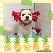 ペキニーズ×ビション