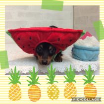 チワワ×Mダックスフント