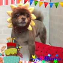 ポメラニアン×チワワ