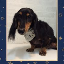 Ⅿダックスフント