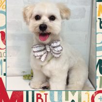 トイプードル×マルチーズ