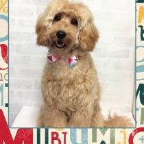 オーストラリアンラブラドール