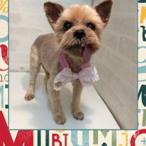 ヨークシャーテリア