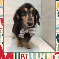 Ⅿダックスフント