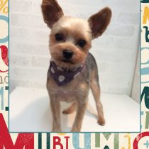 ヨークシャテリア