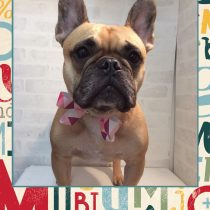 フレンチブルドッグ