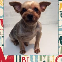 ヨークシャーテリア