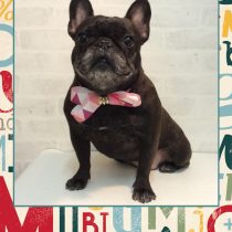 フレンチブルドッグ