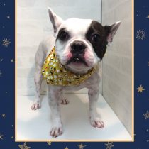 フレンチブルドッグ