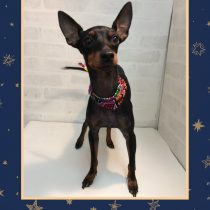 トイマンチェスター