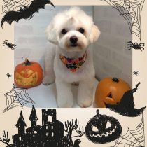 マルチーズ×トイプードル